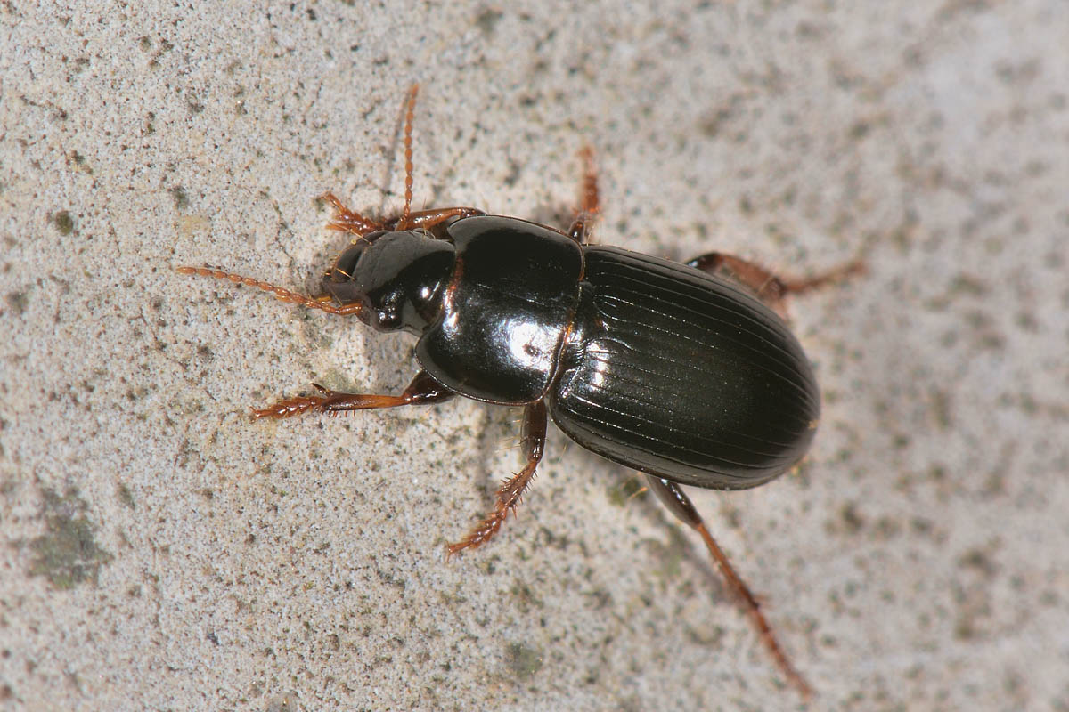 Carabidae: Harpalus pumilus